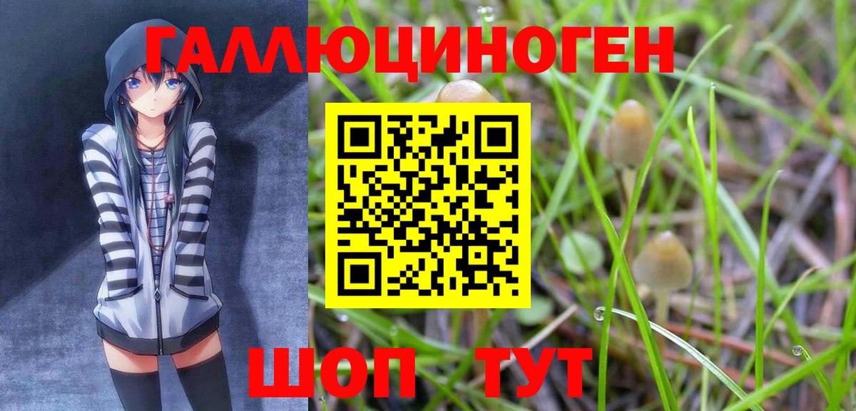 Галлюциногенные грибы Psilocybe Одинцово